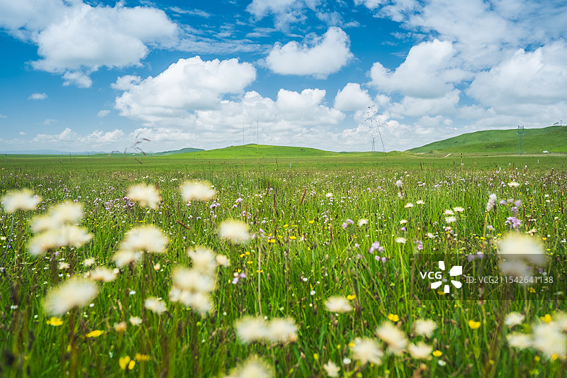 四川阿坝州若尔盖大草原野花田园自然风光图片素材