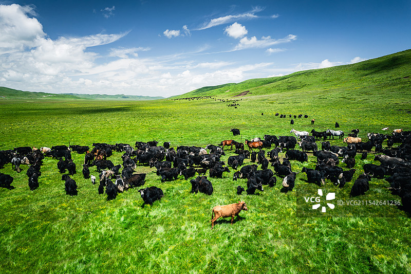 四川阿坝州若尔盖大草原牦牛牧场自然风光航拍图片素材