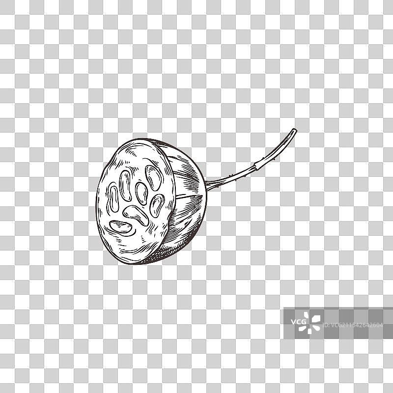 切半的醋栗，带有种子和茎图片素材