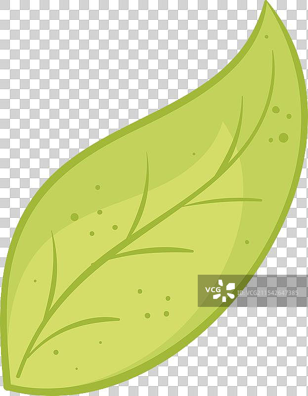 白色背景上的细腻纹理绿色叶子图片素材