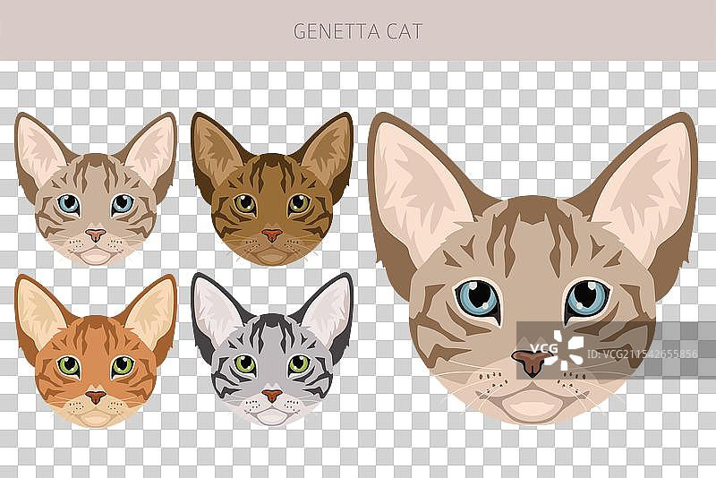 基因塔猫剪贴画，所有猫种类图片素材