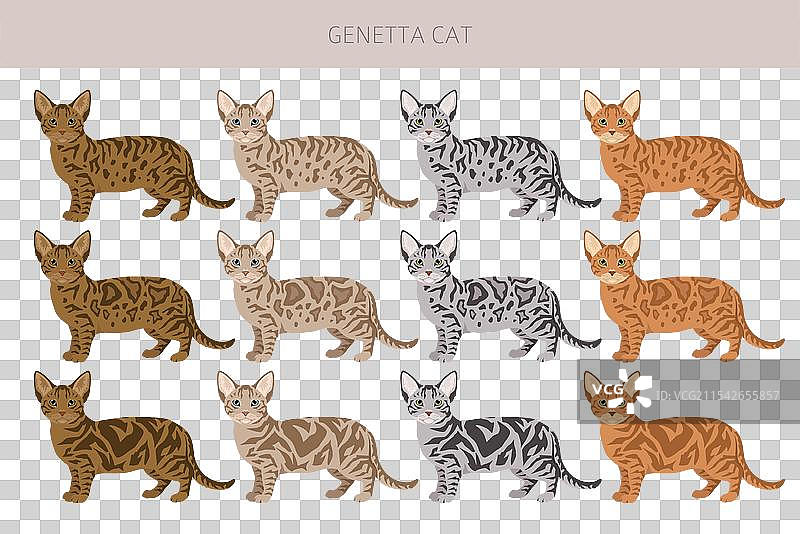 基因塔猫剪贴画，所有猫种类图片素材