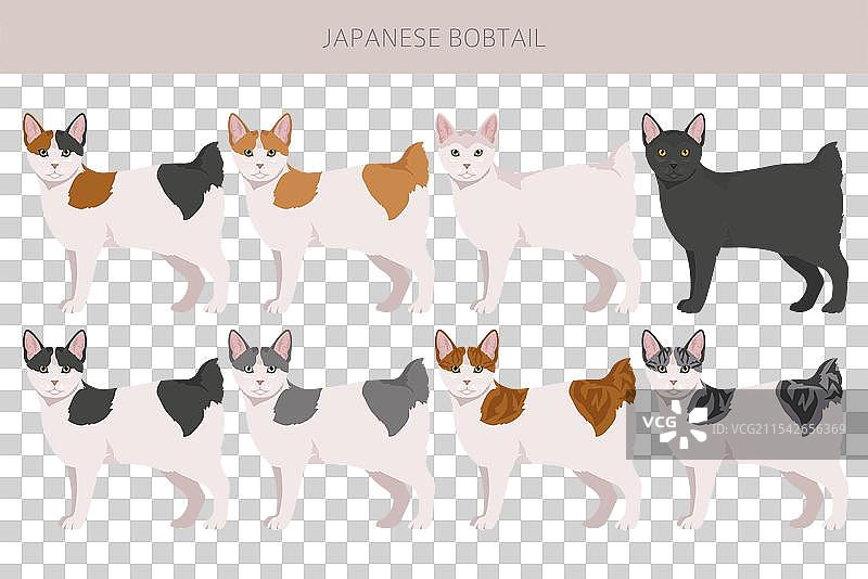 日本短尾猫剪贴画，所有猫种类图片素材