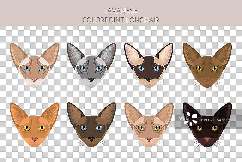 爪哇猫剪贴画，色点长毛猫全景图片素材