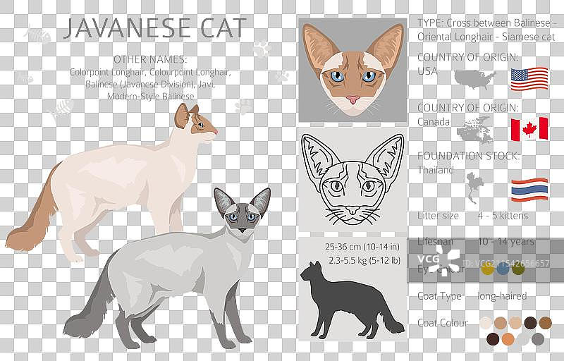 爪哇猫剪贴画，色点长毛猫全景图片素材