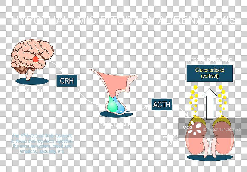 下丘脑-垂体-肾上腺轴 (HPA轴)图片素材