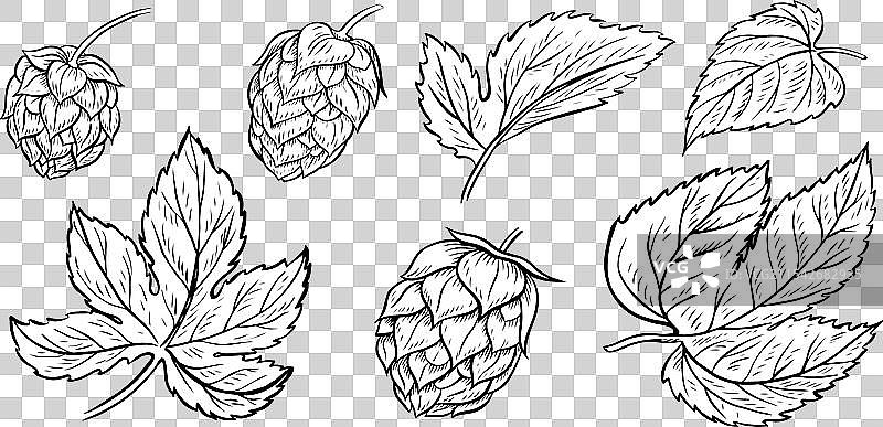 啤酒花的锥体和叶子图片素材