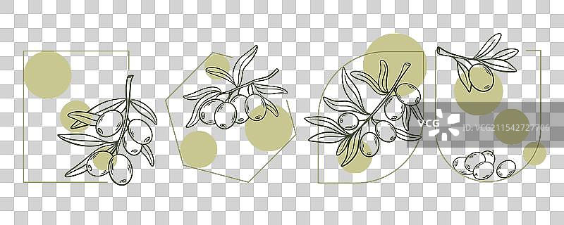 橄榄枝标签图形集图片素材