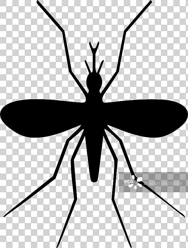 蚊子图像图片素材