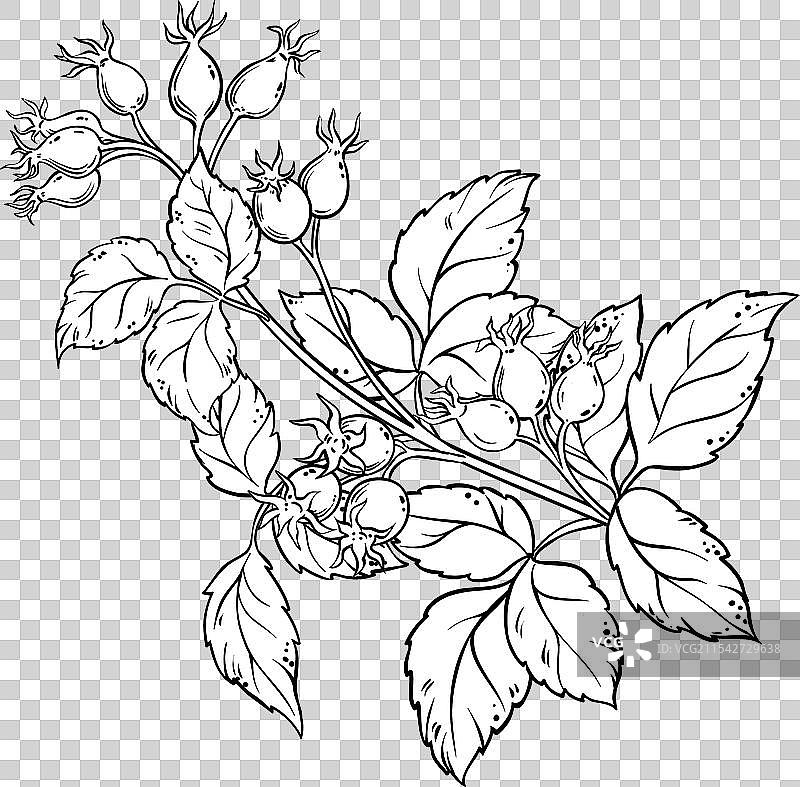 狗玫瑰枝条轮廓图片素材