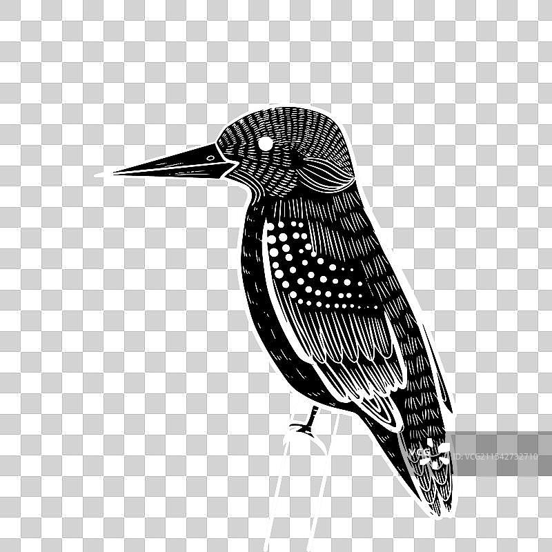孤立的翠鸟线条艺术素描图片素材