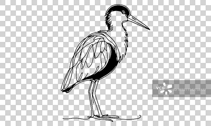 白色背景上的苍鹭图片素材