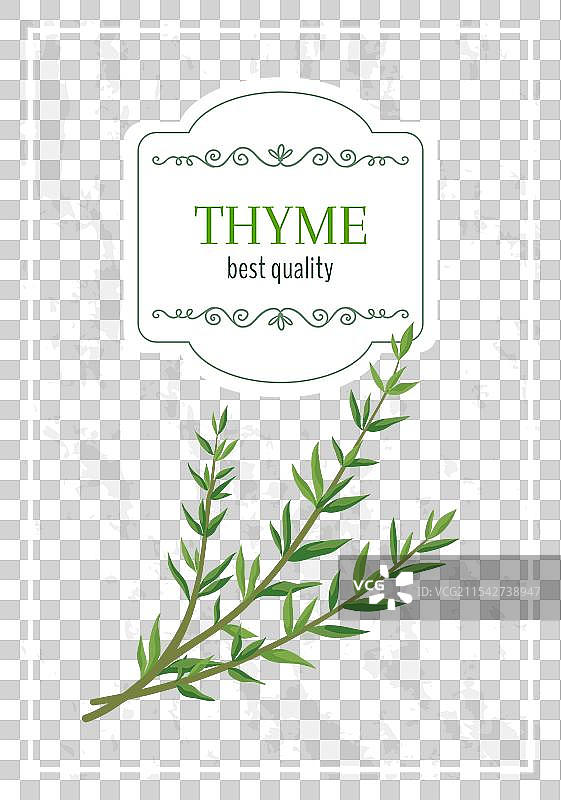 有机绿色百里香枝叶图标图片素材