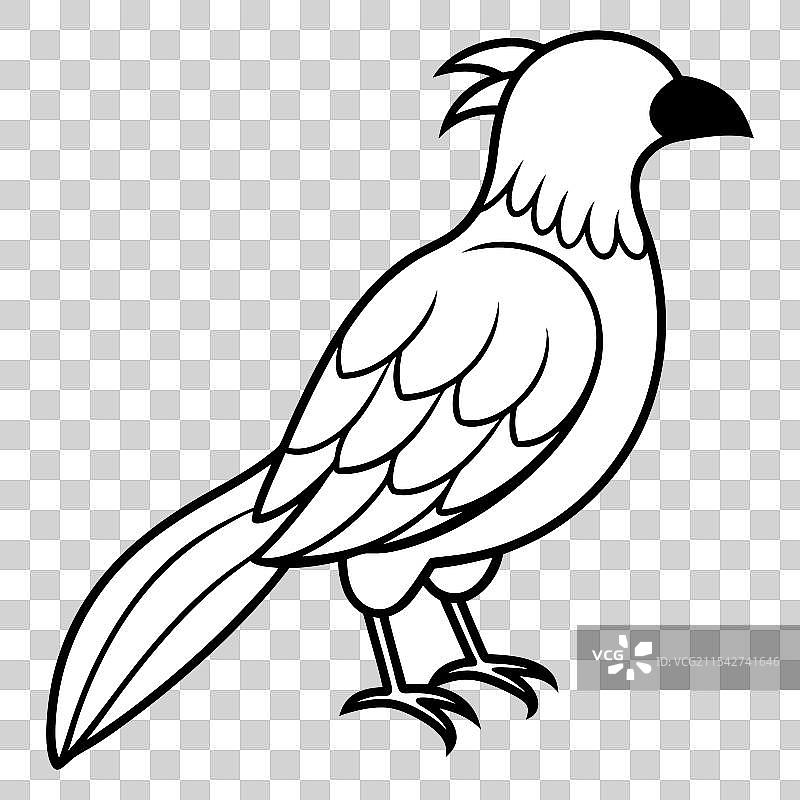 黑白鹦鹉图片素材