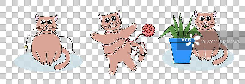 猫行为问题的集合图片素材