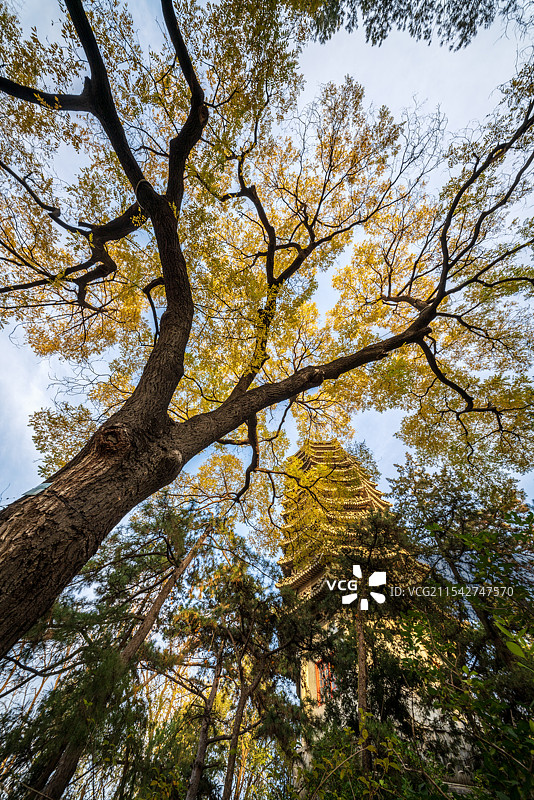 北京大学未名湖畔秋天风光图片素材