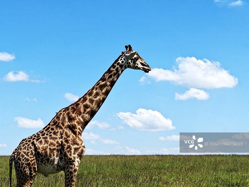 马赛马拉国家公园的长颈鹿图片素材