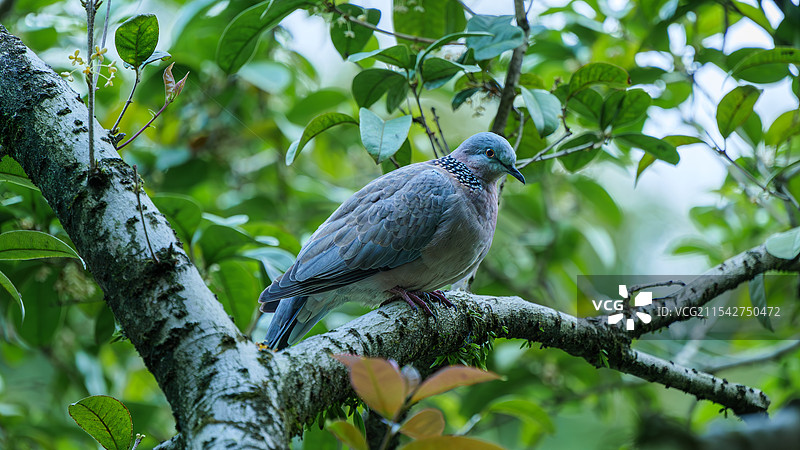 夏日斑鸠图片素材