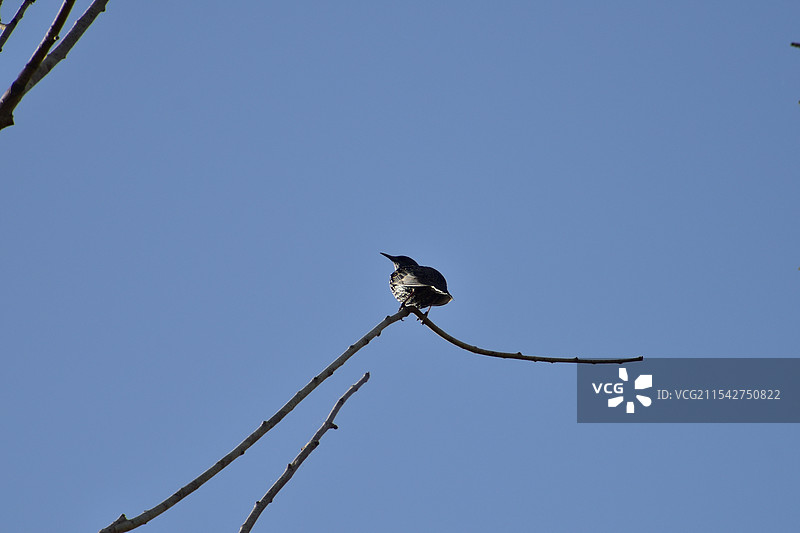 孤独的紫翅椋鸟，新疆和田菜鸟。图片素材