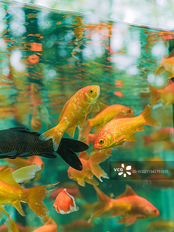 曲院风荷的金鱼图片素材