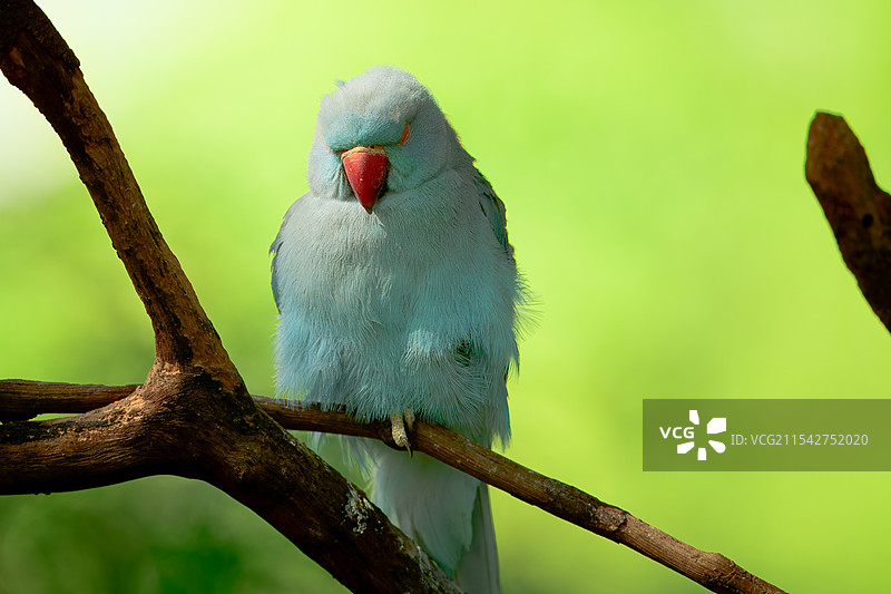 广州长隆飞鸟乐园的月轮鹦鹉特写图片素材