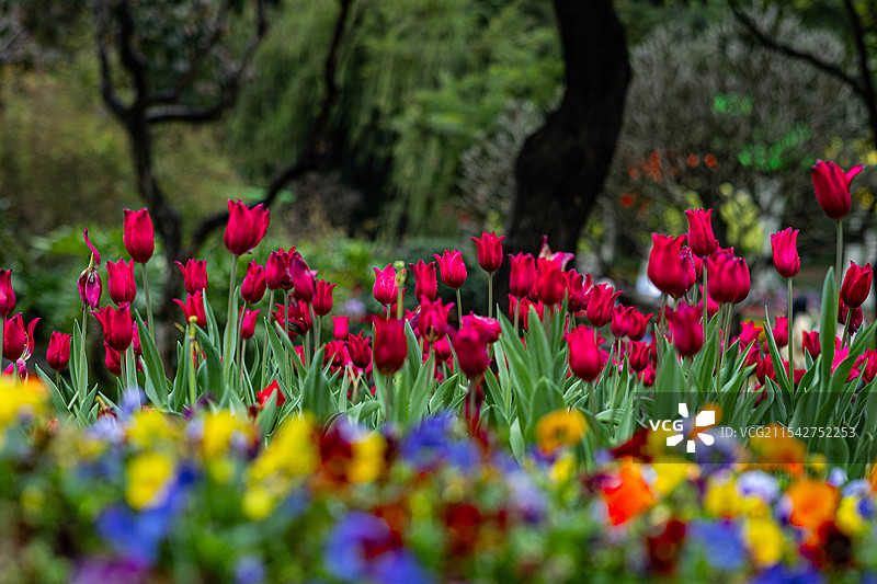广州云台花园图片素材