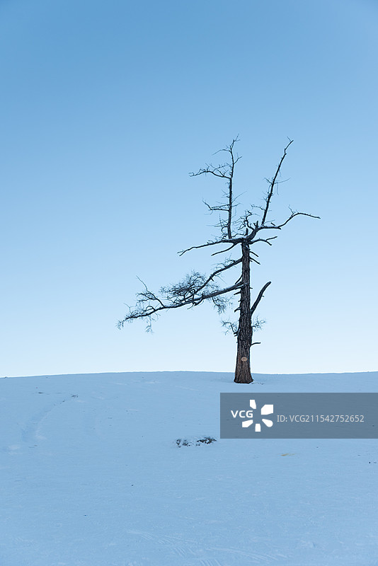 白哈巴孤独的树图片素材