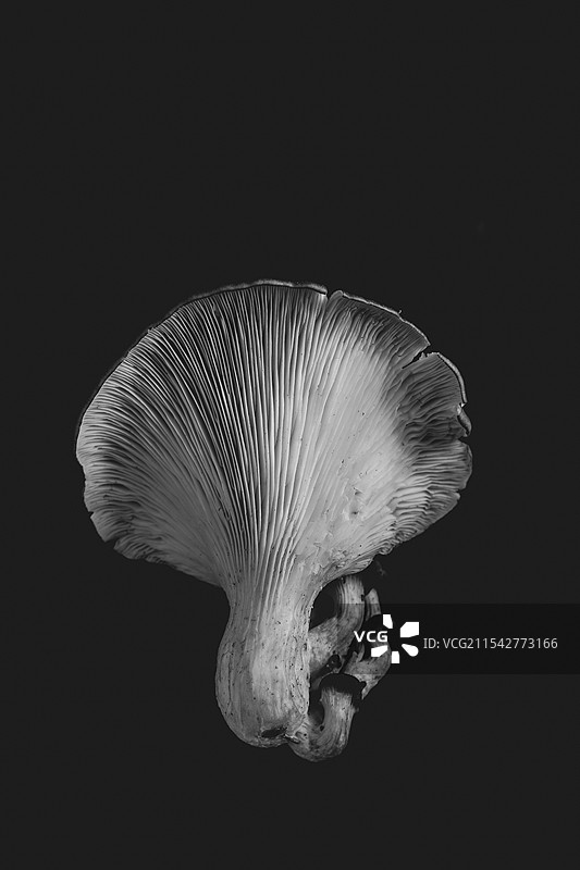 蘑菇&纹理图片素材