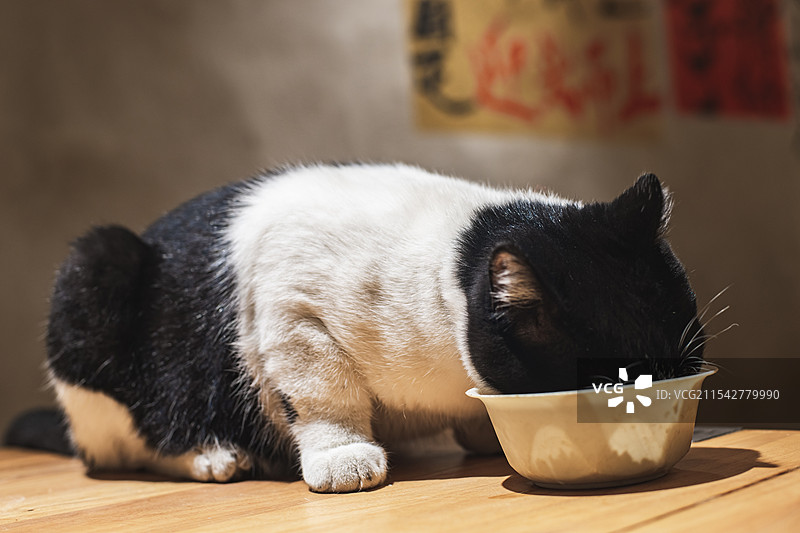 中国野生动物拍摄主题，地面上躺着一只白色黑色相间的猫咪正在吃猫粮，室内无人图像摄影图片素材
