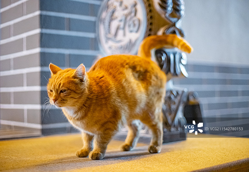 中国野生动物拍摄主题，地面上躺着一只黄色的橘猫，户外夜晚无人图像摄影图片素材