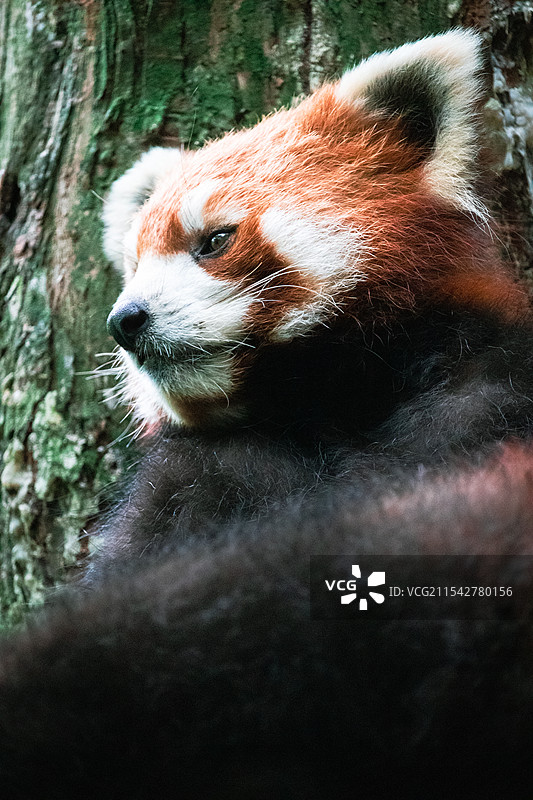 熊猫谷小熊猫图片素材