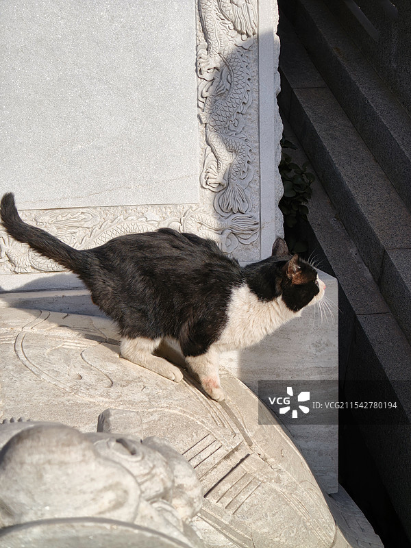 河北唐山 大唐兴国禅寺 准备起跳的猫咪图片素材