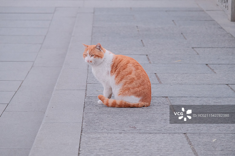 猫坐在人行道上的高角度视图图片素材