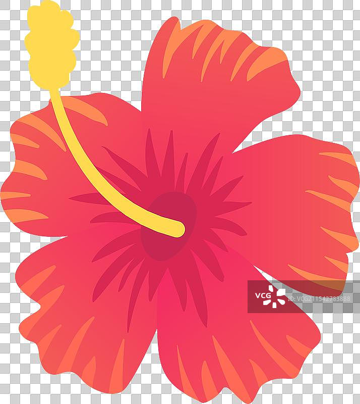 美丽的红色芙蓉花，带有黄色的雄蕊图片素材