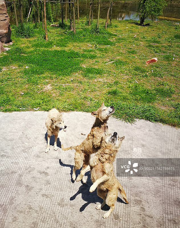 上海野生动物园捕食的狼群图片素材