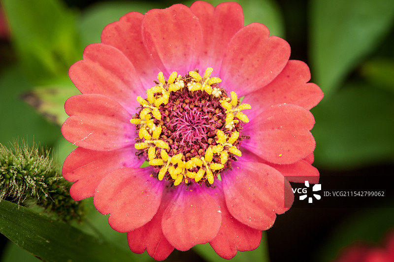 顺义鲜花港花卉菊花图片素材