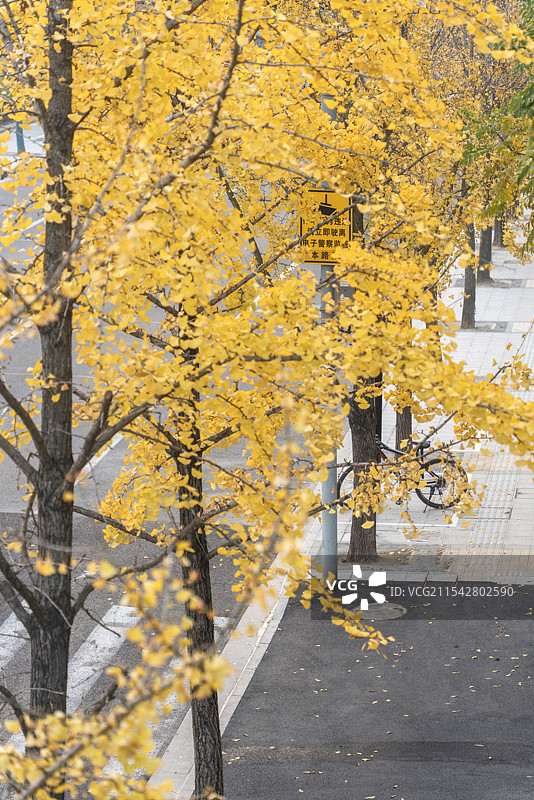 上海南园滨江绿地秋冬银杏乌桕红枫风景图片素材
