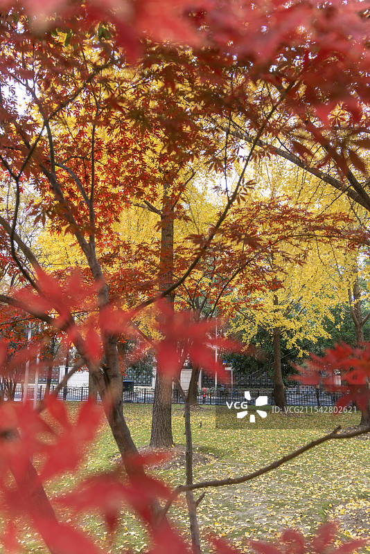 上海南园滨江绿地秋冬银杏乌桕红枫风景图片素材