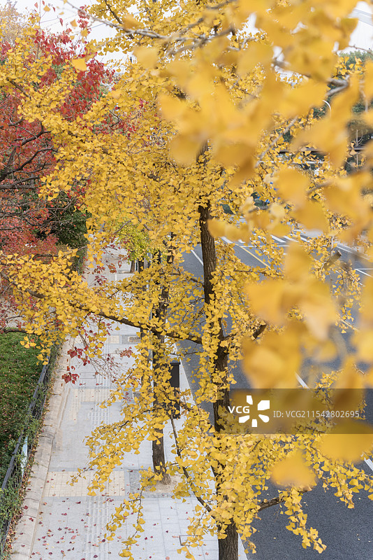 上海南园滨江绿地秋冬银杏乌桕红枫风景图片素材
