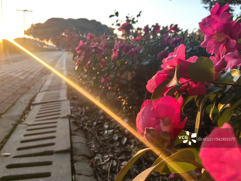 夕阳下的山茶花图片素材