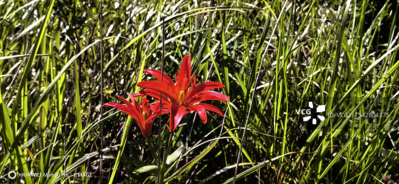 山丹丹花开红艳艳图片素材