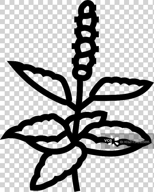 神圣罗勒阿育吠陀草药线条图标图片素材