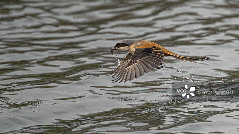 棕背伯劳图片素材