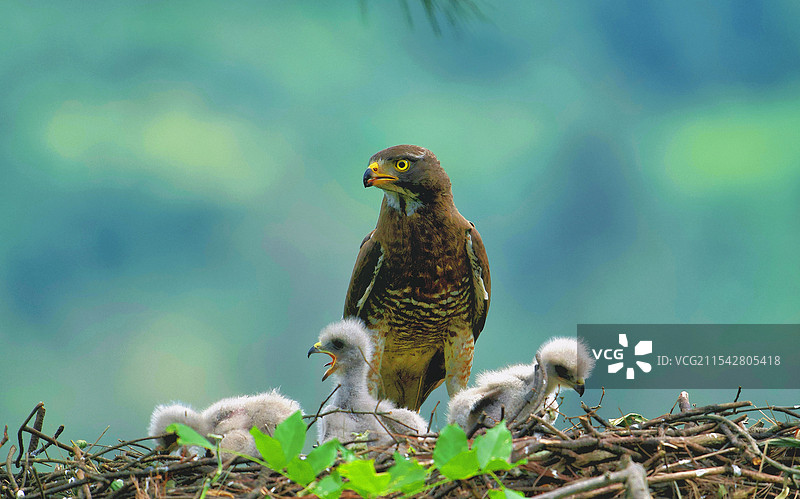 灰脸鵟鹰图片素材