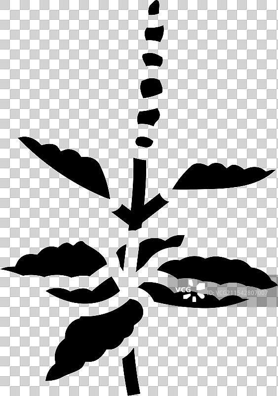 神圣罗勒阿育吠陀草药图标图片素材