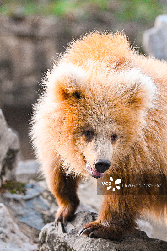 上海动物园的网红棕熊军军图片素材
