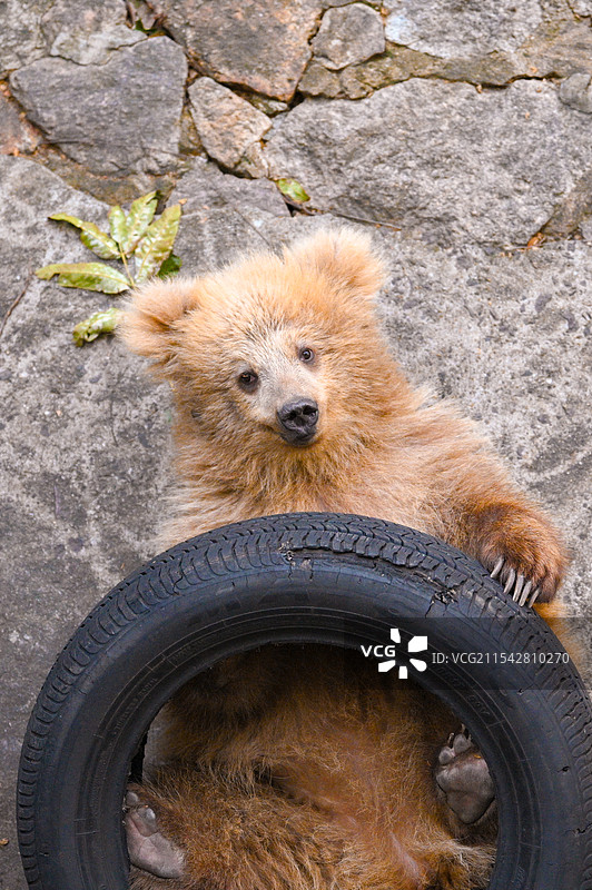 上海动物园的网红棕熊军军图片素材