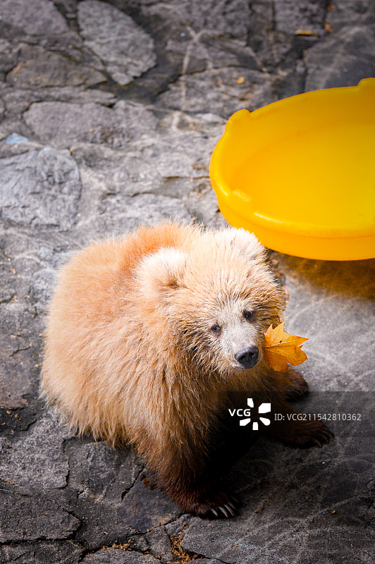 上海动物园的网红棕熊军军图片素材