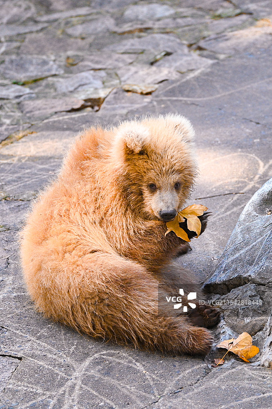 上海动物园的网红棕熊军军图片素材