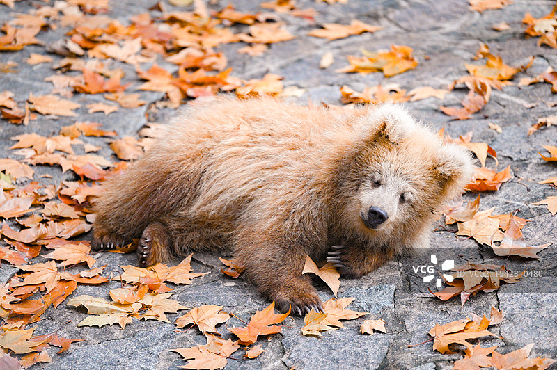 上海动物园的网红棕熊军军图片素材